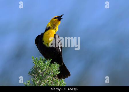 Gelbköpfiger Schwarzvogel (Xanthocephalus xanthocephalus), der im Busch sitzt und singt, Arapaho National Wildlife Refuge, colorado, United Stockfoto