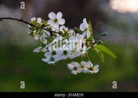 Zarter Kirschblütenzweig mit wunderschönen weißen Blumen mit üppigem grünem Hintergrund in einer weichen Fokuseinstellung während der Beleuchtung am späten Nachmittag Stockfoto