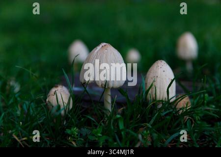 Eine Gruppe von zarten Pilzen, die aus dem grünen Gras herausragen und ihre einzigartigen Strukturen und die natürliche Schönheit inmitten der üppigen Bodendecke in A präsentieren Stockfoto
