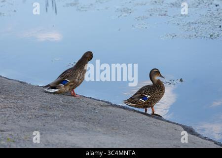 Two Ducks by the Tranquil Water's Edge: Ein ruhiger Moment in der Natur Stockfoto