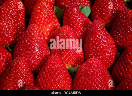 Nahaufnahme frischer reifer Erdbeeren Stockfoto
