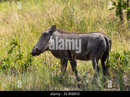 Ein junger Warzenschwein geht in eine Schlammpfütze, um eine kühlende Wölbung zu suchen. Warzenschweine sind aktive Futtermittel und ziehen sich in die Sicherheit ihrer Höhlen zurück für die n Stockfoto