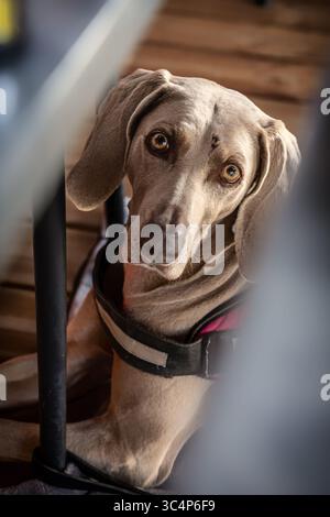 Porträt eines Weimaranerhundes in einem Restaurant, der auf dem Boden liegt und seinen Besitzer ansieht. Stockfoto