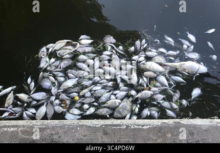 17. September 2018 - Madeira Beach, Florida, USA - SCOTT KEELER | TIMES.Tote Fische schweben auf der Wasseroberfläche in John's Pass nahe John's Pass Village, Madeira Beach, Montag, 17. September 2018 infolge von Red Tide. (Bild: © Scott Keeler/Tampa Bay Times via ZUMA Wire) Stockfoto