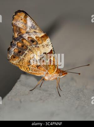 Nahaufnahme eines vielfach gefalteten fritillarischen Schmetterlings in Ruhe mit nach oben gefalteten Flügeln Stockfoto