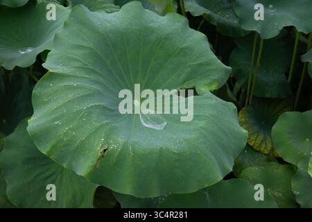 Ein großes, leuchtendes grünes Lotusblatt mit einem perfekt geformten Wassertropfen, der auf seiner Oberfläche liegt, inmitten anderer Blätter Stockfoto