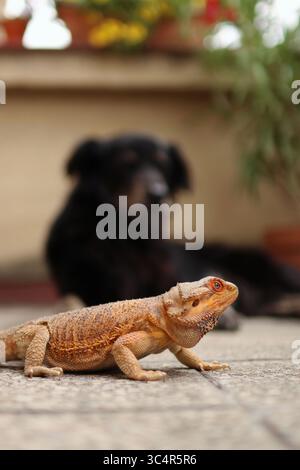 Bärtiger Drache, der sich auf dem Balkon sonnt. Im Hintergrund blühende Blumen. Stockfoto