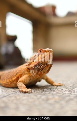 Bärtiger Drache, der sich auf dem Balkon sonnt. Im Hintergrund blühende Blumen. Stockfoto