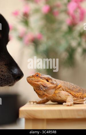 Bärtiger Drache, der sich auf dem Balkon sonnt. Im Hintergrund blühende Blumen. Stockfoto