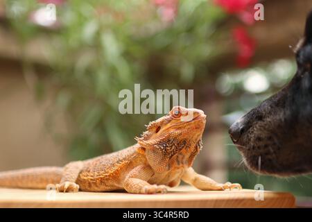 Bärtiger Drache, der sich auf dem Balkon sonnt. Im Hintergrund blühende Blumen. Stockfoto