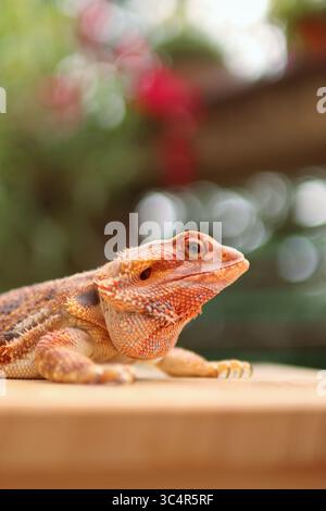 Bärtiger Drache, der sich auf dem Balkon sonnt. Im Hintergrund blühende Blumen. Stockfoto
