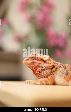 Bärtiger Drache, der sich auf dem Balkon sonnt. Im Hintergrund blühende Blumen. Stockfoto