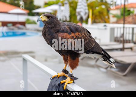 Harris Hawk stand auf einem Zaun. Hawk aus nächster Nähe auf dem Hotelgelände. Hochwertige Fotos Stockfoto