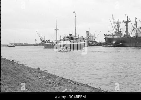 Kollision im Nordseekanal, Schiffskatastrophen, Schiffskollision, 05-03-1964 Whizgle News, Dutch Desk, Niederlande, 1950-2000 Ein großes Frachtschiff fährt durch einen belebten Hafen, flankiert von verschiedenen Fischereifahrzeugen und Kränen. Ein kleines Boot fährt in der Nähe entlang der Wasserstraße, mit Industriebauten im Hintergrund. Stockfoto