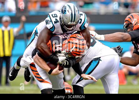 Juli 2018 - Charlotte, NC, USA - Carolina Panthers Defensive End Efe Obada, TOP, verlässt Cincinnati Bengals Quarterback Andy Dalton während der Action im vierten Quartal am Sonntag, 23. September 2018 im Bank of America Stadium in Charlotte, N.C. (Credit Image: © Jeff SINER/Charlotte Observer/TNS via ZUMA Wire) Stockfoto