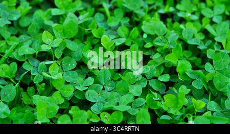 Klee Rasen, Wiese. Nahaufnahme. Vollformatfoto von Gras. Von oben. Grüne Farbe, Einfachheit, Laub Stockfoto