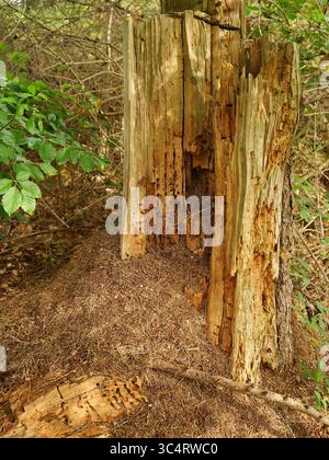 Ameisen, Zimmerameisen, Holzameisen, benutzen einen verfaulten Baumstumpf als Nest. Wald, Natur, Details. Kopierraum. Stockfoto