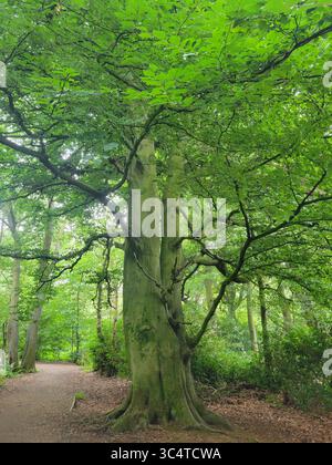 Friedliche Waldszene mit reifem Baum in der Mitte eines grünen Waldweges mit üppig grünem Laub. Stockfoto