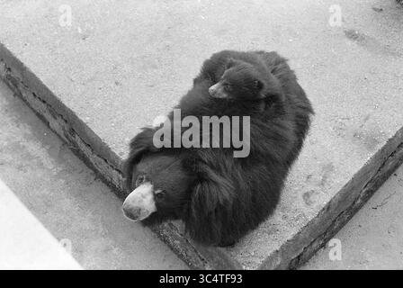 Report Artis, Report, 12-04-1972 Whizgle News, Dutch Desk, Niederlande, 1950-2000 Ein großer Bär sitzt ruhig und ein kleineres Jungtier auf dem Rücken, beide strahlen in ihrem gemeinsamen Moment ein Gefühl der Ruhe aus. Die Struktur des Fells bildet einen auffälligen Kontrast zur glatten Oberfläche darunter. Stockfoto