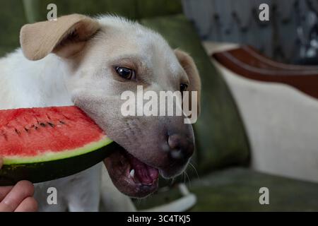Vegetarischer Hund, der eine Scheibe rote Wassermelone auf einer grünen Ledercouch isst, weicher Fokus aus nächster Nähe Stockfoto