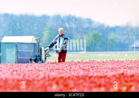 Tulip Heads, 14-04-1997 Whizgle News, Dutch Desk, Niederlande, 1950-2000 Ein Bauer arbeitet fleißig in einem pulsierenden Tulpenfeld, mit einer Maschine, die für den Anbau im Meer der bunten Blumen entwickelt wurde. Stockfoto
