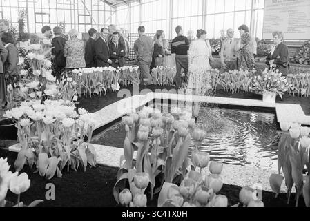 Fünfzig Jahre Study Club Beverwijk, 00-04-1988 Whizgle News, Dutch Desk, Niederlande, 1950-2000 Ein lebhaftes Angebot blühender Tulpen umgibt einen ruhigen Teich, während sich Gruppen von Menschen versammeln, um die Blumenarrangements zu bewundern und die ruhige Atmosphäre einer Gewächshausausstellung zu genießen. Stockfoto
