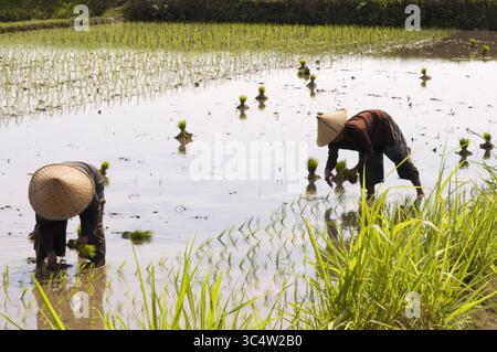 27. August 2008 - Indonesien - Reisfelder in der Ebene neben der Straße, die entlang der Nordküste von Lombok Indonesien verläuft (Foto: © Sergi Reboredo/ZUMA Wire) Stockfoto