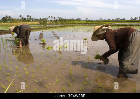 27. August 2008 - Indonesien - Reisfelder in der Ebene neben der Straße, die entlang der Nordküste von Lombok Indonesien verläuft (Foto: © Sergi Reboredo/ZUMA Wire) Stockfoto