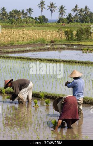 27. August 2008 - Indonesien - Reisfelder in der Ebene neben der Straße, die entlang der Nordküste von Lombok Indonesien verläuft (Foto: © Sergi Reboredo/ZUMA Wire) Stockfoto