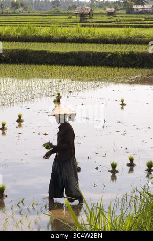 27. August 2008 - Indonesien - Reisfelder in der Ebene neben der Straße, die entlang der Nordküste von Lombok Indonesien verläuft (Foto: © Sergi Reboredo/ZUMA Wire) Stockfoto