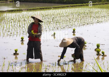 27. August 2008 - Indonesien - Reisfelder in der Ebene neben der Straße, die entlang der Nordküste von Lombok Indonesien verläuft (Foto: © Sergi Reboredo/ZUMA Wire) Stockfoto