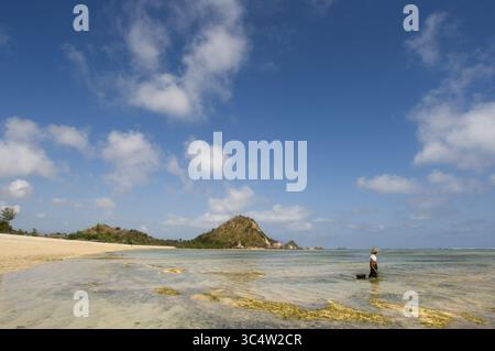 29. August 2008 - Indonesien - Frauen spazieren oft am Ufer des Kuta Beach entlang, einem Fischer südlich von Lombok, auf der Suche nach Algen, die für ihre Kochkünste geschätzt werden. Kuta Lombok Indonesia (Bild: © Sergi Reboredo/ZUMA Wire) Stockfoto