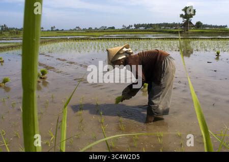 27. August 2008 - Indonesien - Reisfelder in der Ebene neben der Straße, die entlang der Nordküste von Lombok Indonesien verläuft (Foto: © Sergi Reboredo/ZUMA Wire) Stockfoto