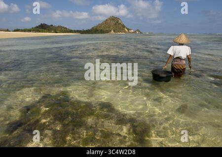 29. August 2008 - Indonesien - Frauen spazieren oft am Ufer des Kuta Beach entlang, einem Fischer südlich von Lombok, auf der Suche nach Algen, die für ihre Kochkünste geschätzt werden. Kuta Lombok Indonesia (Bild: © Sergi Reboredo/ZUMA Wire) Stockfoto