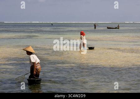 29. August 2008 - Indonesien - Frauen spazieren oft am Ufer des Kuta Beach entlang, einem Fischer südlich von Lombok, auf der Suche nach Algen, die für ihre Kochkünste geschätzt werden. Kuta Lombok Indonesia (Bild: © Sergi Reboredo/ZUMA Wire) Stockfoto