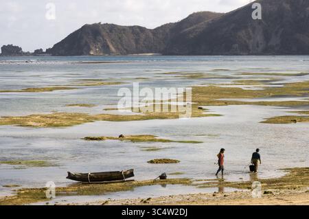 29. August 2008 - Indonesien - Frauen spazieren oft am Ufer des Kuta Beach entlang, einem Fischer südlich von Lombok, auf der Suche nach Algen, die für ihre Kochkünste geschätzt werden. Kuta Lombok Indonesia (Bild: © Sergi Reboredo/ZUMA Wire) Stockfoto