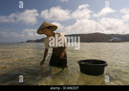 29. August 2008 - Indonesien - Frauen spazieren oft am Ufer des Kuta Beach entlang, einem Fischer südlich von Lombok, auf der Suche nach Algen, die für ihre Kochkünste geschätzt werden. Kuta Lombok Indonesia (Bild: © Sergi Reboredo/ZUMA Wire) Stockfoto