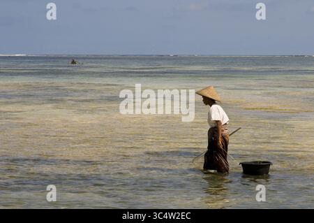29. August 2008 - Indonesien - Frauen spazieren oft am Ufer des Kuta Beach entlang, einem Fischer südlich von Lombok, auf der Suche nach Algen, die für ihre Kochkünste geschätzt werden. Kuta Lombok Indonesia (Bild: © Sergi Reboredo/ZUMA Wire) Stockfoto