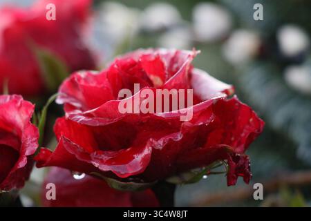 Die regnerische Rose Stockfoto