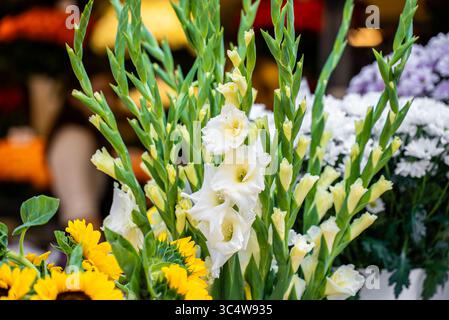 Frischer weißer Gladiolus-Bouquet mit rosafarbenen Akzenten. Stockfoto