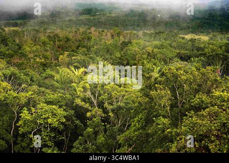 November 2016 - Belize - Dschungel um die Maya-Ruinen der archäologischen Stätte Xunantunich in der Nähe von San Ignacio, Belize (Bild: © Sergi Reboredo/ZUMA Wire) Stockfoto