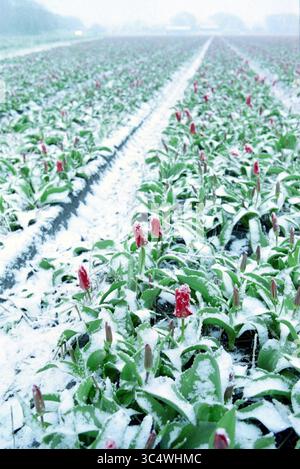 Tulpenfeld mit Schnee, de Zilk, de Zilk, 13-04-1998 Whizgle News, Dutch Desk, Niederlande, 1950-2000 Ein Tulpenfeld ist mit Schnee bedeckt, deren leuchtend rote Blüten sich von der weißen Landschaft abheben und eine ruhige Winterszene schaffen. Stockfoto