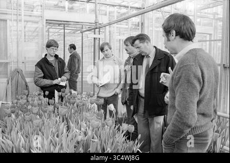 Open Day Blumenzwiebellabor Lisse, Blumenzwiebeln, Lisse, 02-11-1983 Whizgle News, Dutch Desk, Niederlande, 1950-2000 Eine Gruppe von Männern untersucht eine lebhafte Darstellung von Tulpen in einem Gewächshaus und diskutiert Notizen, während sie von üppigem Grün und blühenden Blumenreihen umgeben ist. Stockfoto