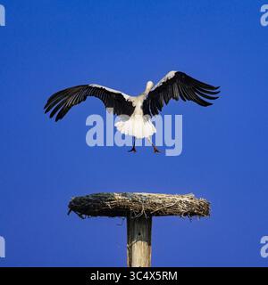 Ein großer Weißstorch mit ausgedehnten Flügeln fliegt über einem Zweignest vor einem klaren blauen Himmel und symbolisiert Wildtiere, Freiheit und natürliches Verhalten im Freien Stockfoto