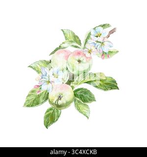 Zweig mit schönen leckeren Äpfeln, eleganten weißen Blumen und grünen Blättern Aquarellillustration isoliert. Handgezeichnete helle botanische ClipArt für Stockfoto