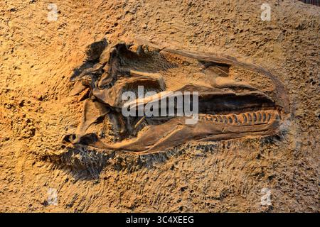 Dinosaurierfossilien und Felsformationen im Dinosaur National Monument in Utah Stockfoto