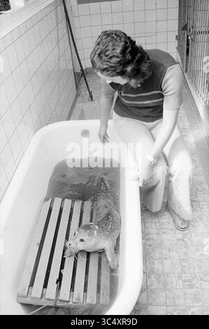 Seehunde in Kerbert Asylum, Animals, 2-08-1973 Whizgle News, Dutch Desk, Niederlande, 1950-2000 Eine Frau interagiert mit einer Robbe, die in einer Badewanne liegt, umgeben von gekachelten Wänden. Das Siegel liegt auf einer Holzlattenplattform auf, während die Frau sanft nach außen streckt und einen fesselnden Moment zwischen ihnen fördert. Stockfoto