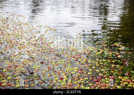Gefallene Äpfel im Wasser nach einem Sturm Stockfoto