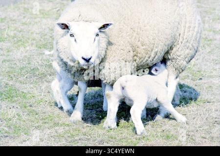 Schafe mit Lamm, Velserbroek, 02-04-1996 Whizgle News, Dutch Desk, Niederlande, 1950-2000 Eine Schafmutter steht auf einem grasbewachsenen Fleck, während ihre beiden Lämmer unter ihr fressen. Die Szene fängt einen zärtlichen Moment der Pflege und Pflege zwischen den Tieren ein. Stockfoto