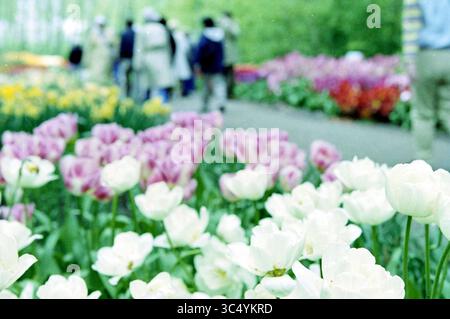 Tulpen bei Floriade Vijfhuizen, Vijfhuizen, 02-05-2002 Whizgle News, Dutch Desk, Niederlande, 1950-2000 Eine lebendige Gartenszene mit einer Vielzahl von Tulpen in weiß- und Violettönen, mit verschwommenen Figuren, die im Hintergrund inmitten einer farbenfrohen Blumenpracht spazieren. Stockfoto
